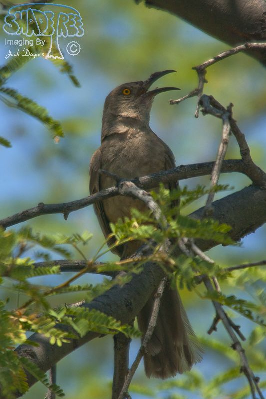 Curve-Billed Thrasher - Toxostoma curvirostre