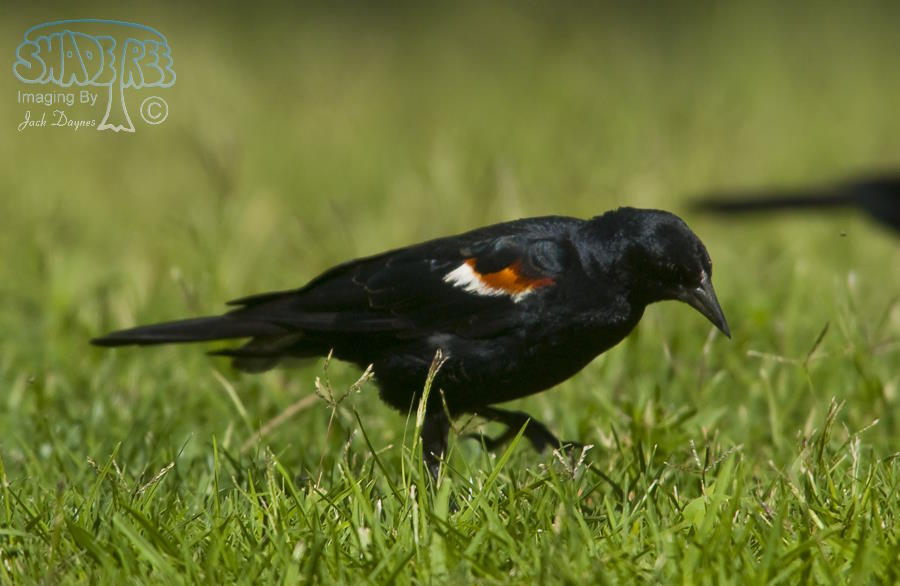 Tricolored Blackbird - Agelaius tricolor