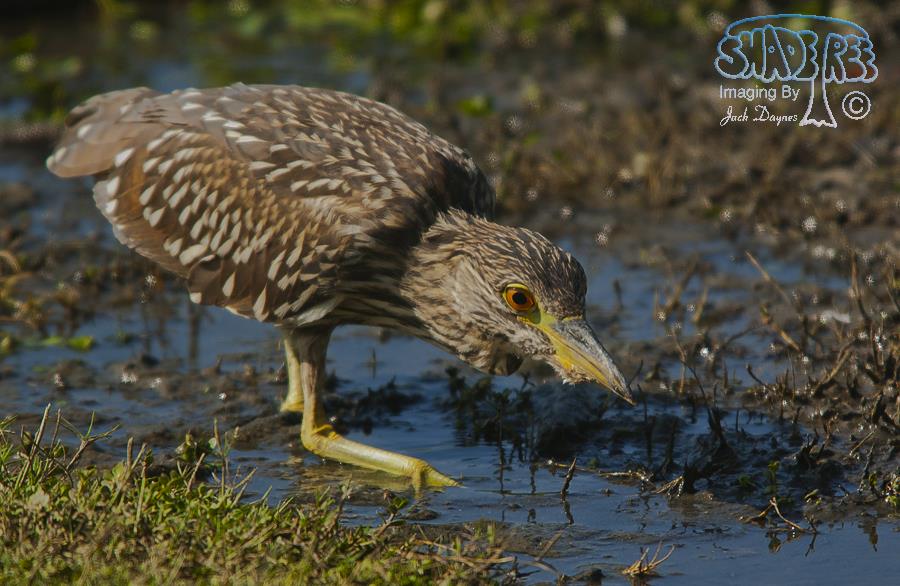 Black-Crowned Night-Heron - Nycticorax nycticorax