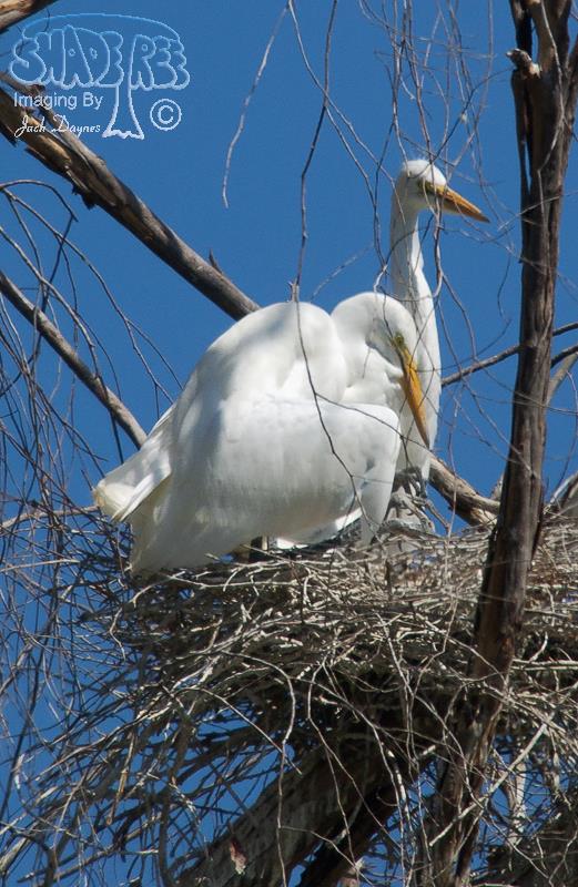 Great Egret - Ardea alba
