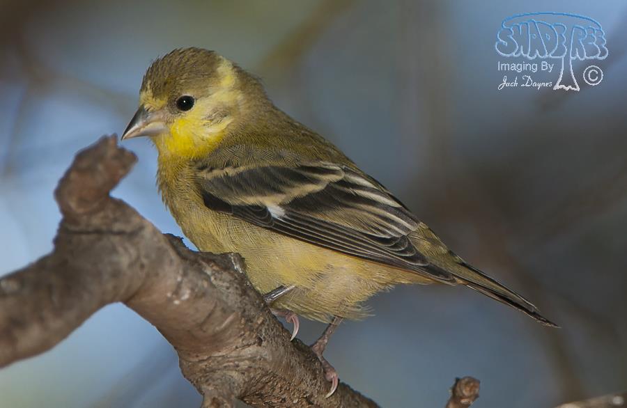 Lesser Goldfinch - Spinus psaltria
