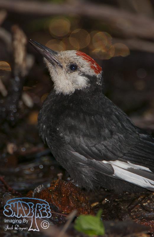 White-Headed Woodpecker - Leuconotopicus albolarvatus
