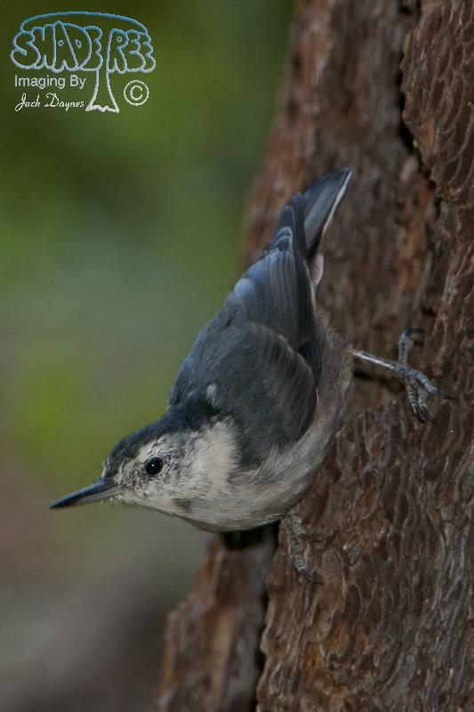 White-Breasted Nuthatch - Sitta carolinensis