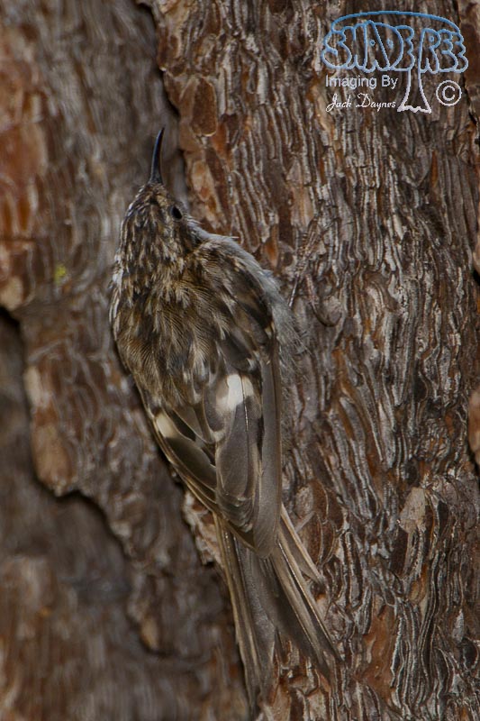 Brown Creeper - Certhia americana