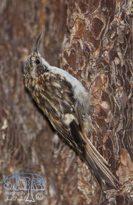 Brown Creeper - Certhia americana