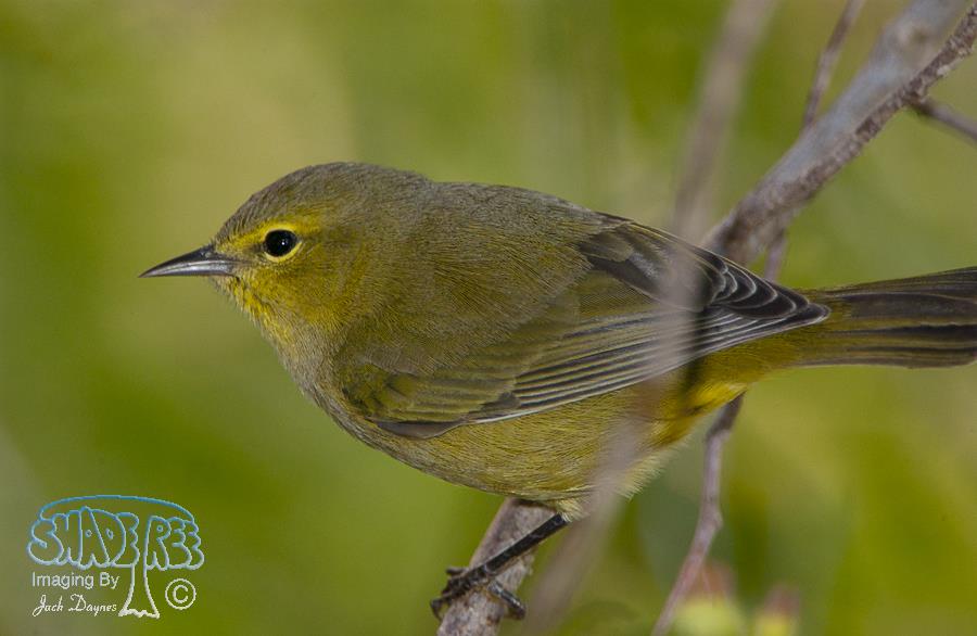 Orange-Crowned Warbler - Oreothlypis celata