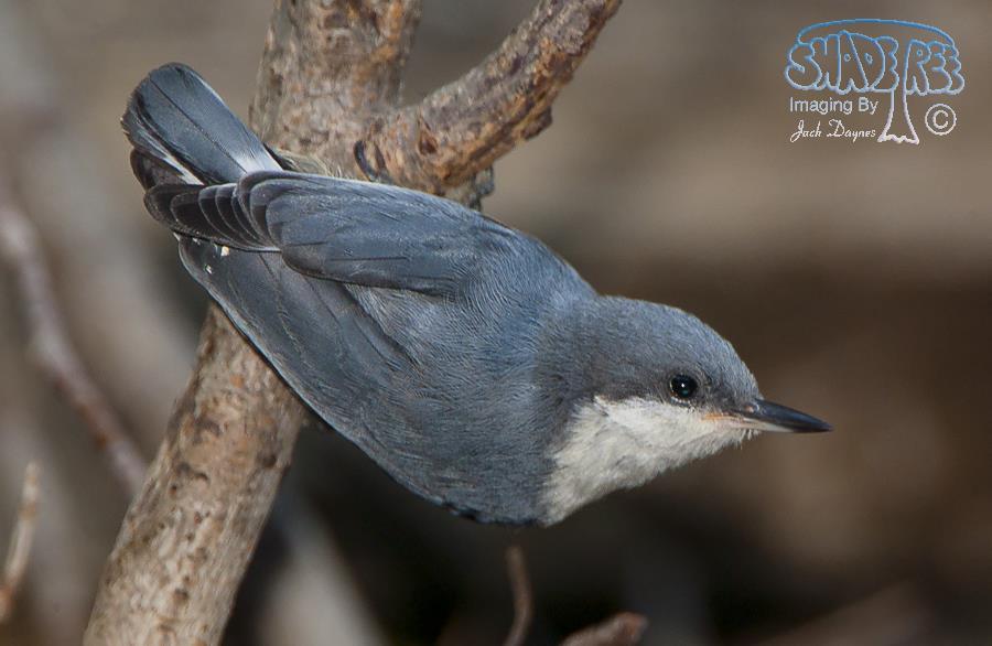 Pygmy Nuthatch - Sitta pygmaea