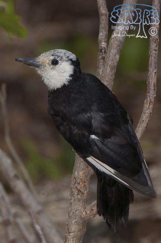 White-Headed Woodpecker - Leuconotopicus albolarvatus