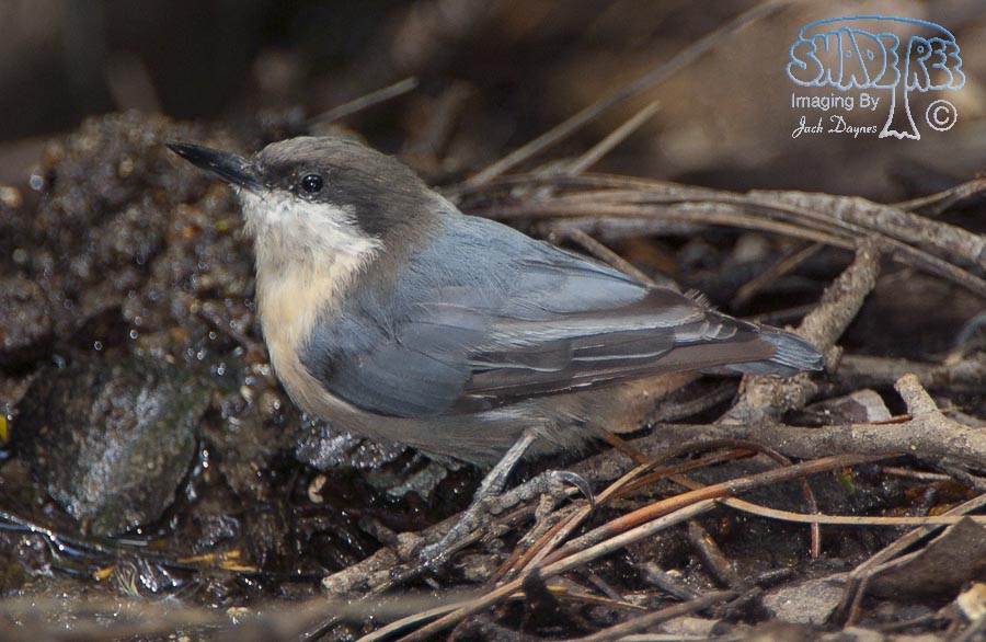 Pygmy Nuthatch - Sitta pygmaea