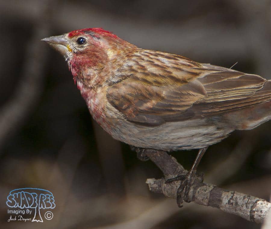 Cassin's Finch - Haemorhous cassinii