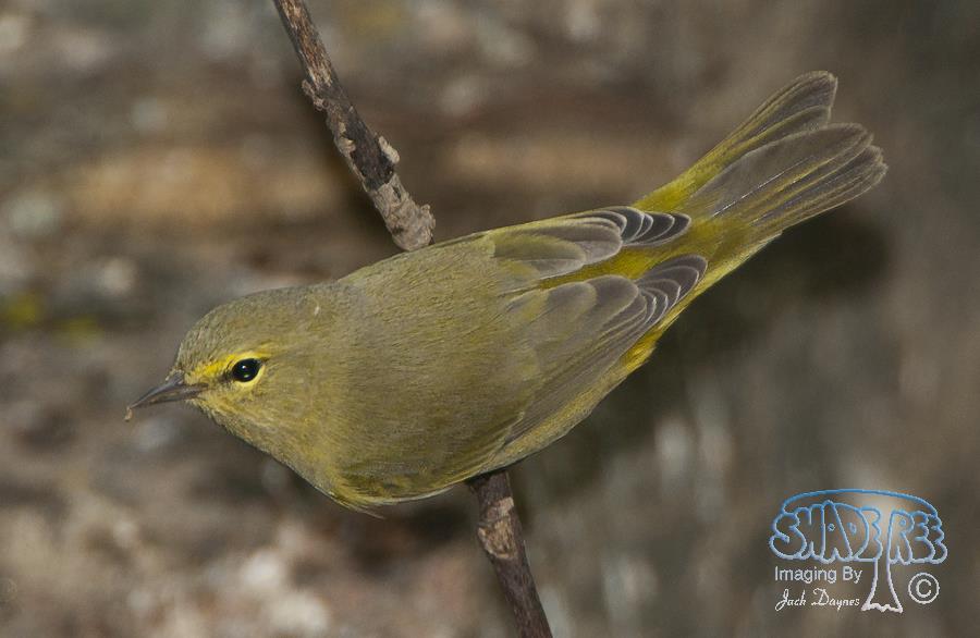 Orange-Crowned Warbler - Oreothlypis celata