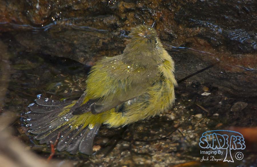 Orange-Crowned Warbler - Oreothlypis celata