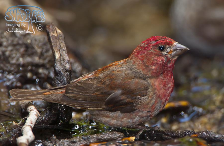 Purple Finch - Haemorhous purpureus