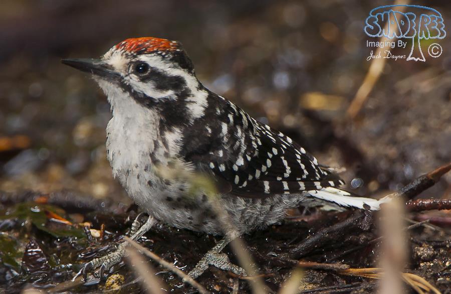 Nuttall's Woodpecker - Dryobates nuttallii