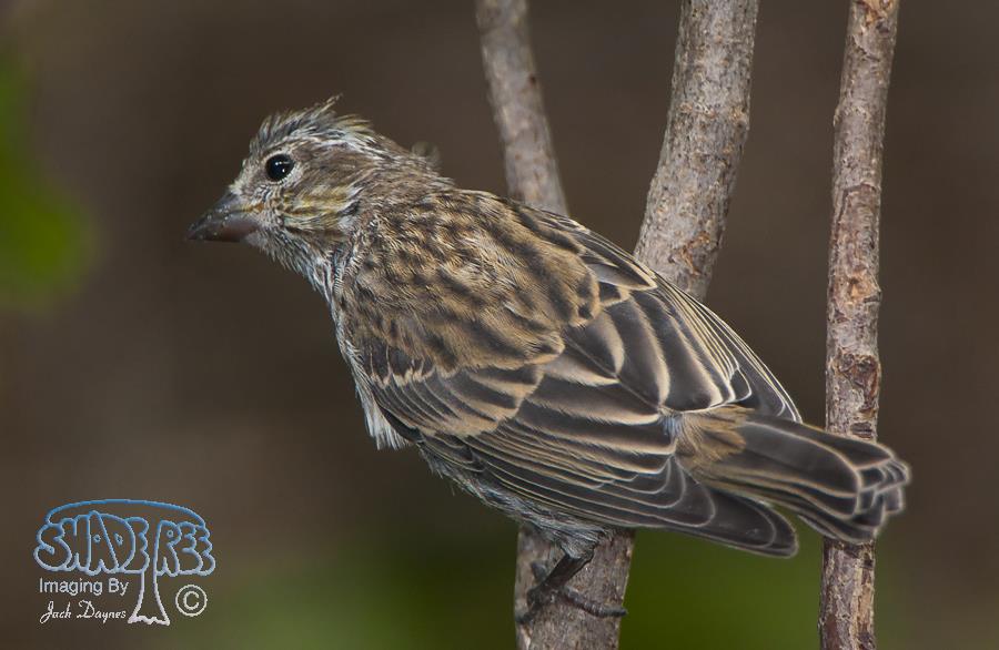 Cassin's Finch - Haemorhous cassinii