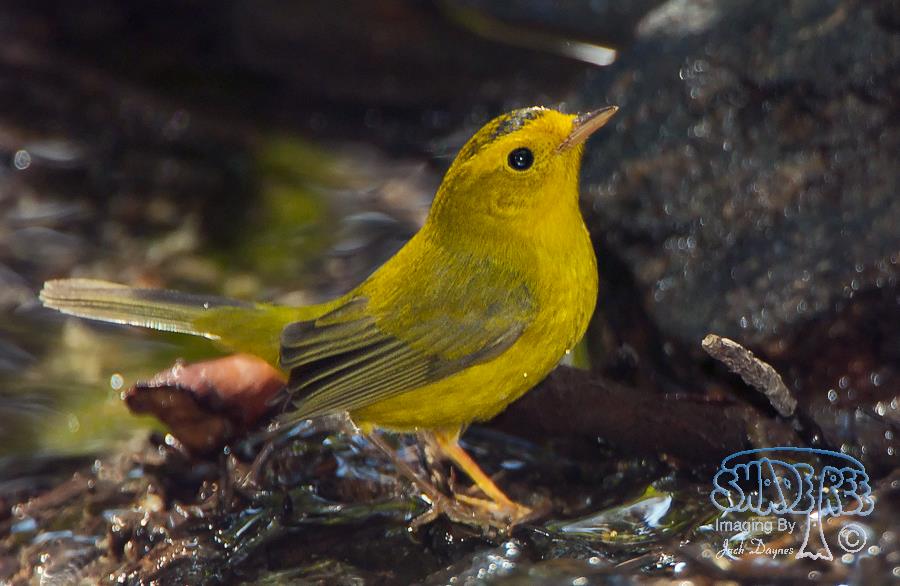 Wilson's Warbler - Cardellina pusilla