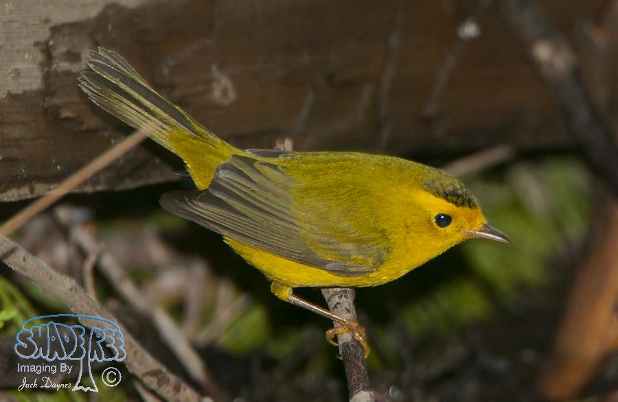 Wilson's Warbler - Cardellina pusilla