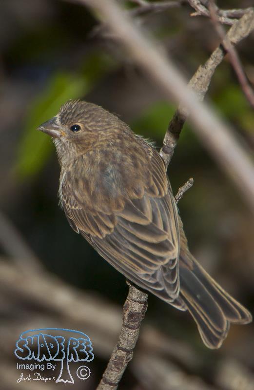 Purple Finch - Haemorhous purpureus