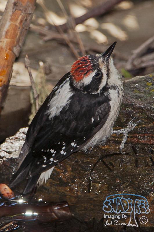 Hairy Woodpecker - Leuconotopicus villosus
