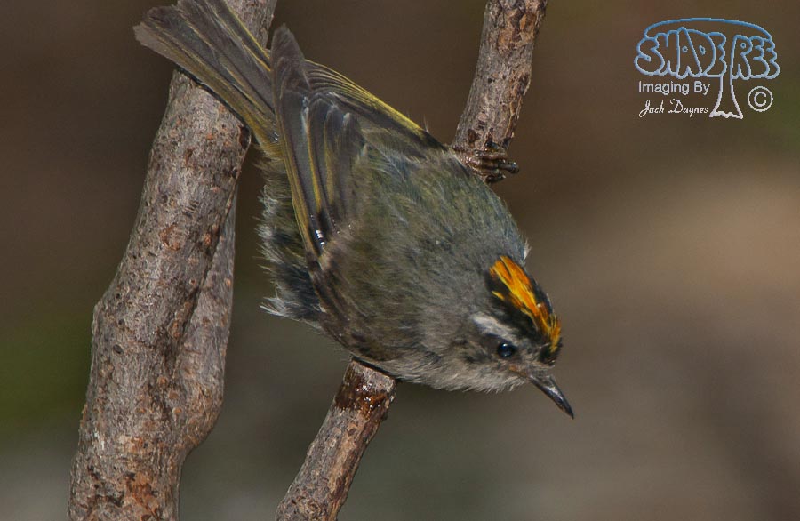 Golden-Crowned Kinglet - Regulus satrapa