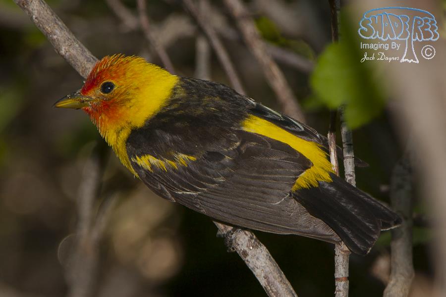 Western Tanager - Piranga ludoviciana