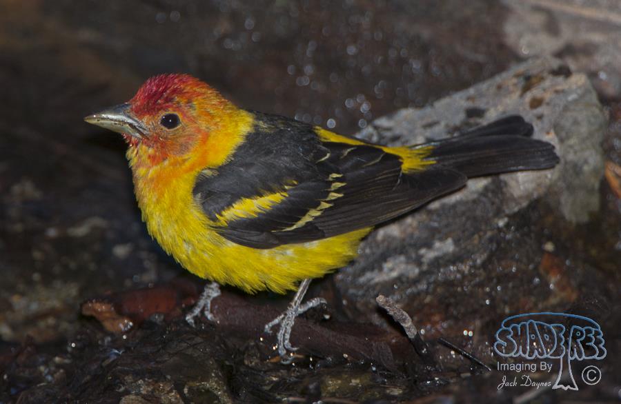 Western Tanager - Piranga ludoviciana