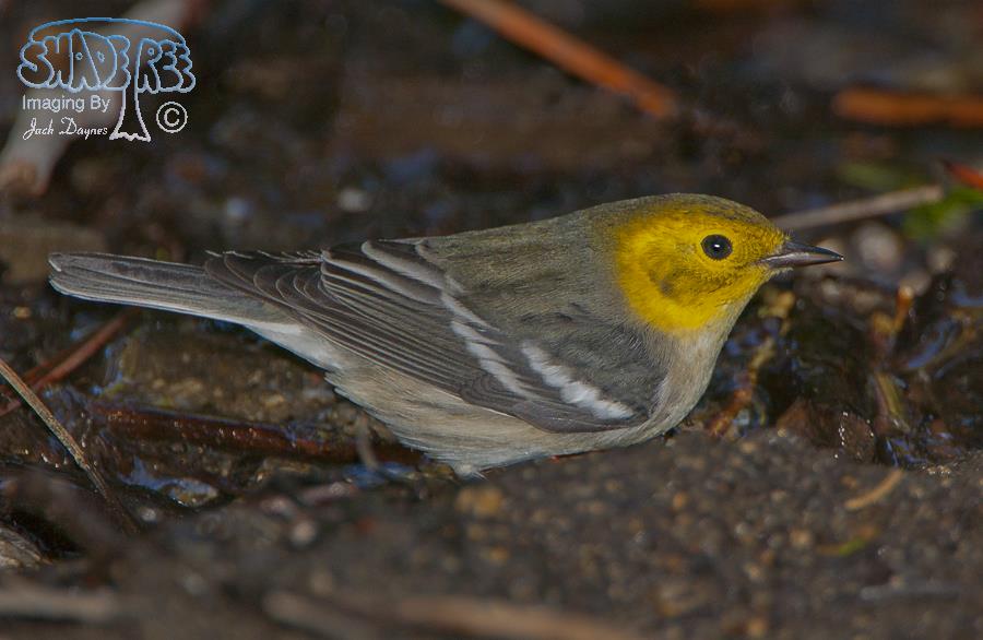 Hermit Warbler - Setophaga occidentalis
