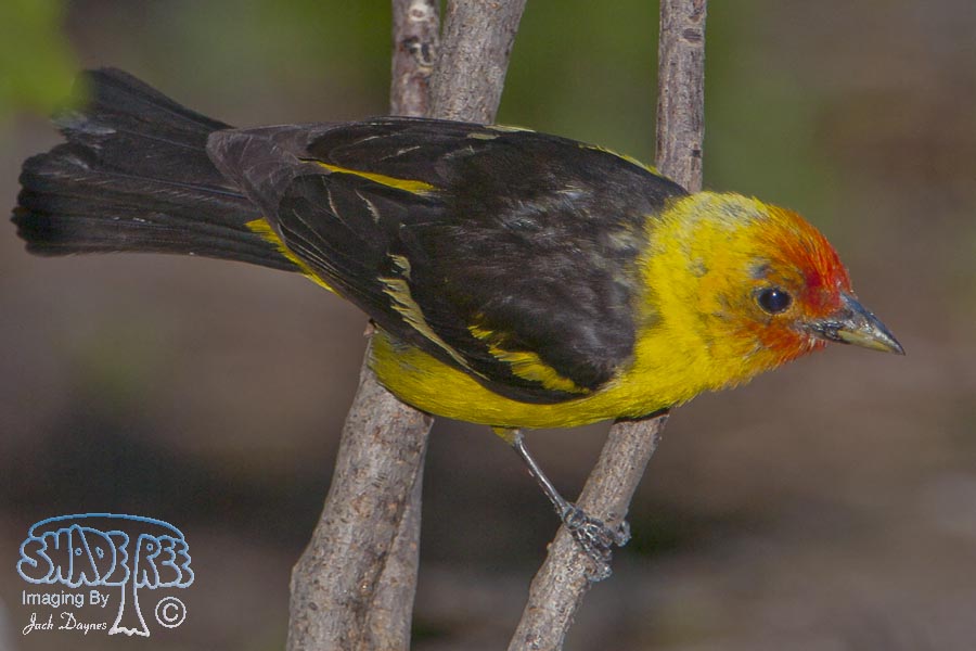 Western Tanager - Piranga ludoviciana