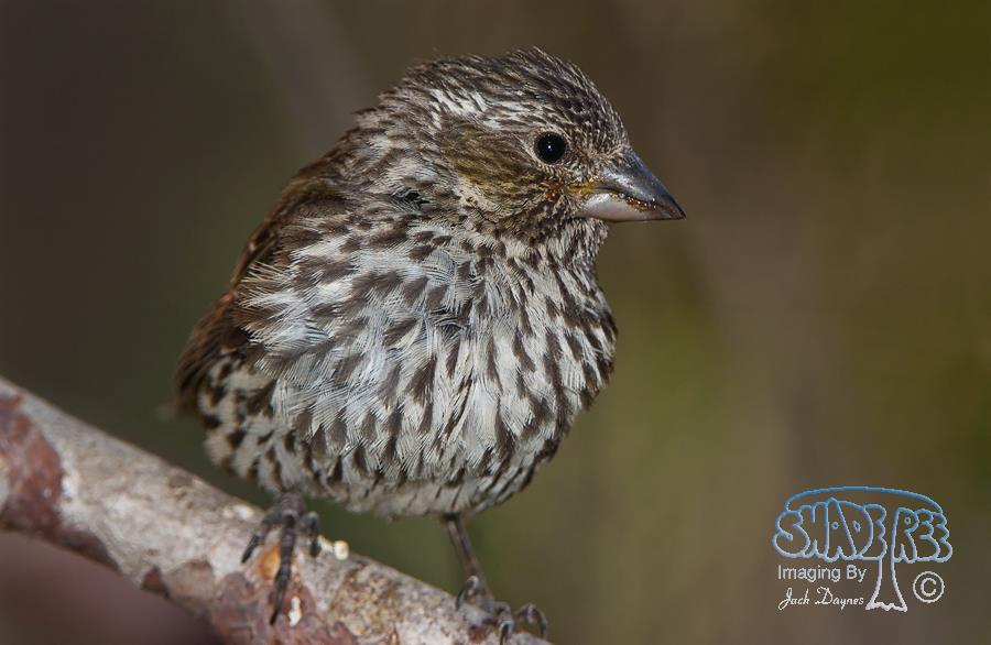 Cassin's Finch - Haemorhous cassinii