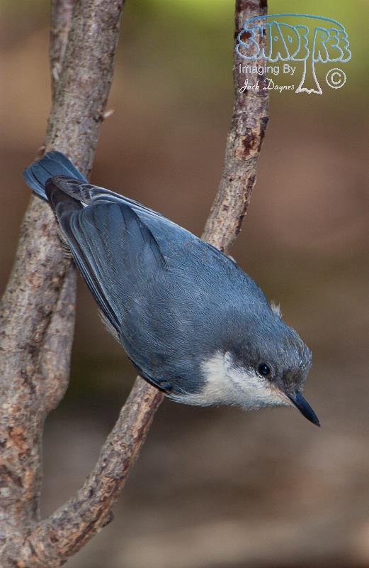 Pygmy Nuthatch - Sitta pygmaea