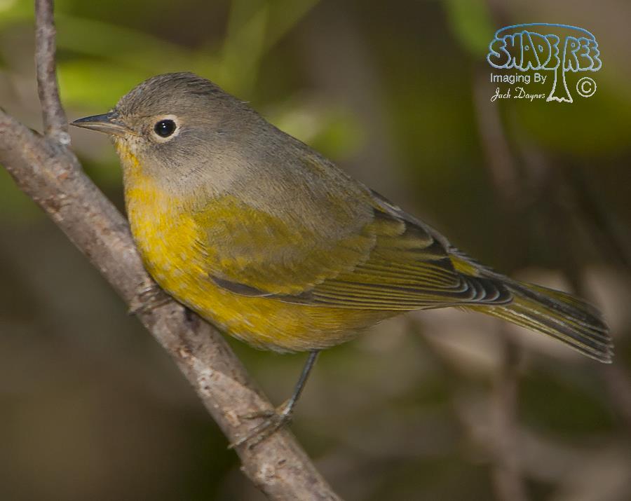Nashville Warbler - Leiothlypis ruficapilla