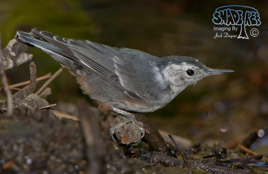 White-Breasted Nuthatch - Sitta carolinensis