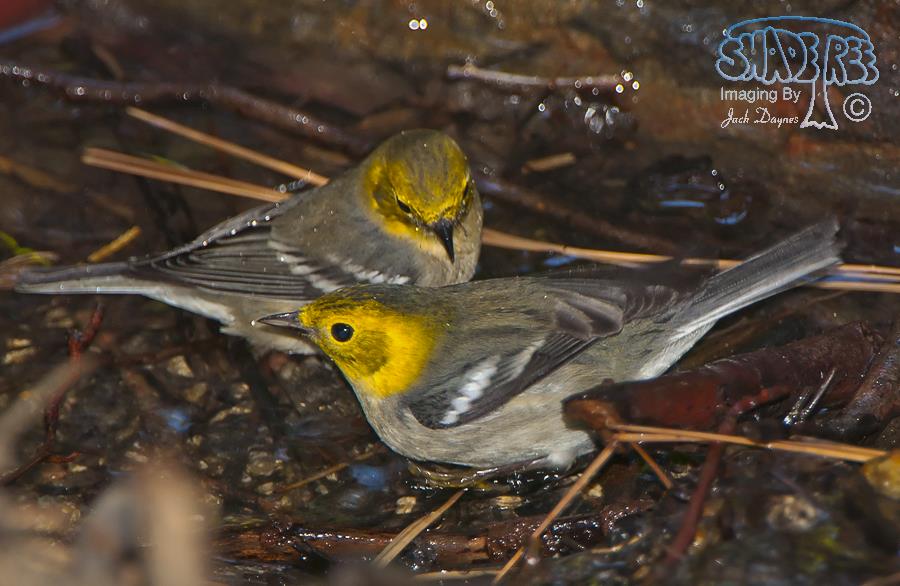 Hermit Warbler - Setophaga occidentalis