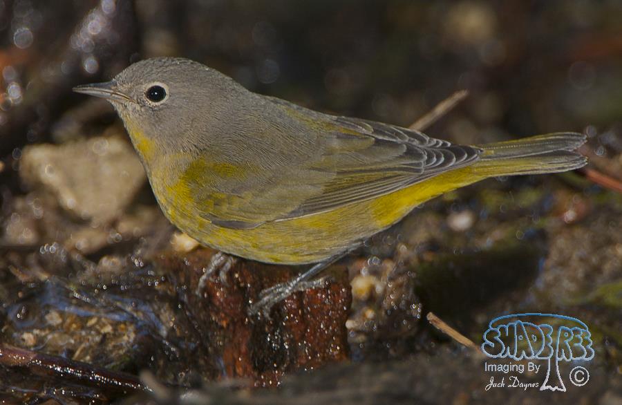 Nashville Warbler - Leiothlypis ruficapilla