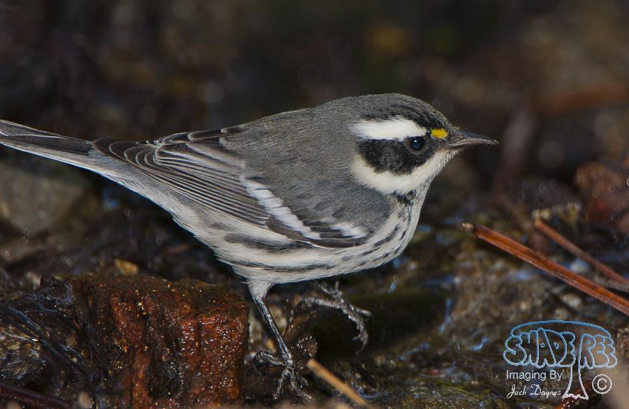 Black-throated Gray Warbler - Dendroica nigrescens