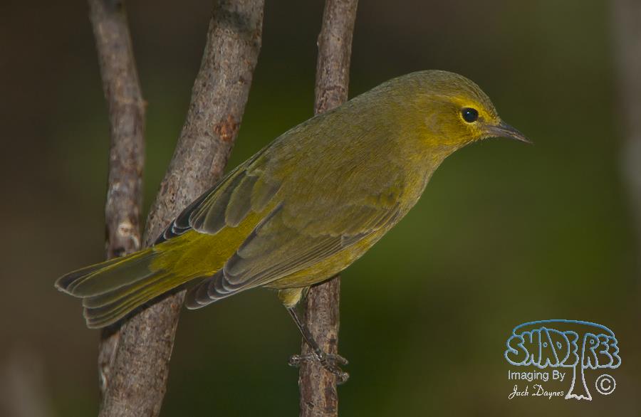 Orange-Crowned Warbler - Oreothlypis celata