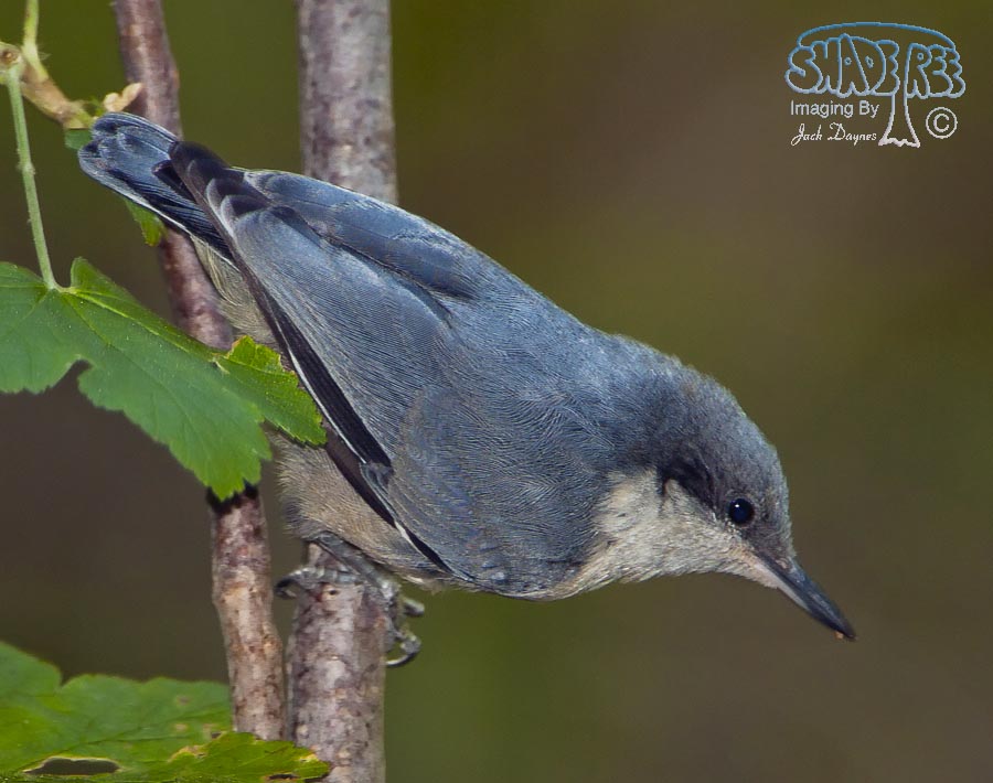 Pygmy Nuthatch - Sitta pygmaea