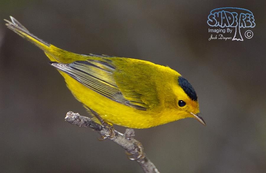 Wilson's Warbler - Cardellina pusilla
