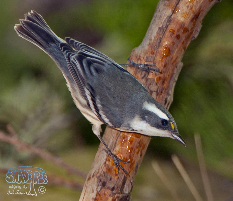 Black-throated Gray Warbler - Setophaga nigrescens