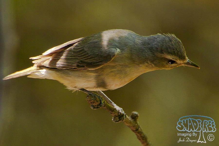 Warbling Vireo - Vireo gilvus