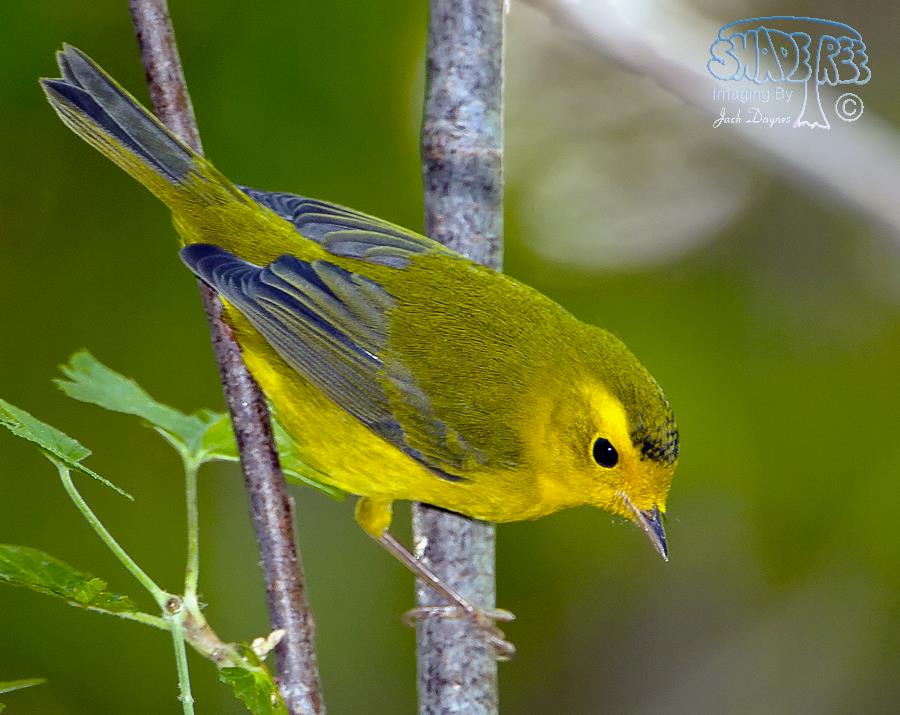 Wilson's Warbler - Cardellina pusilla