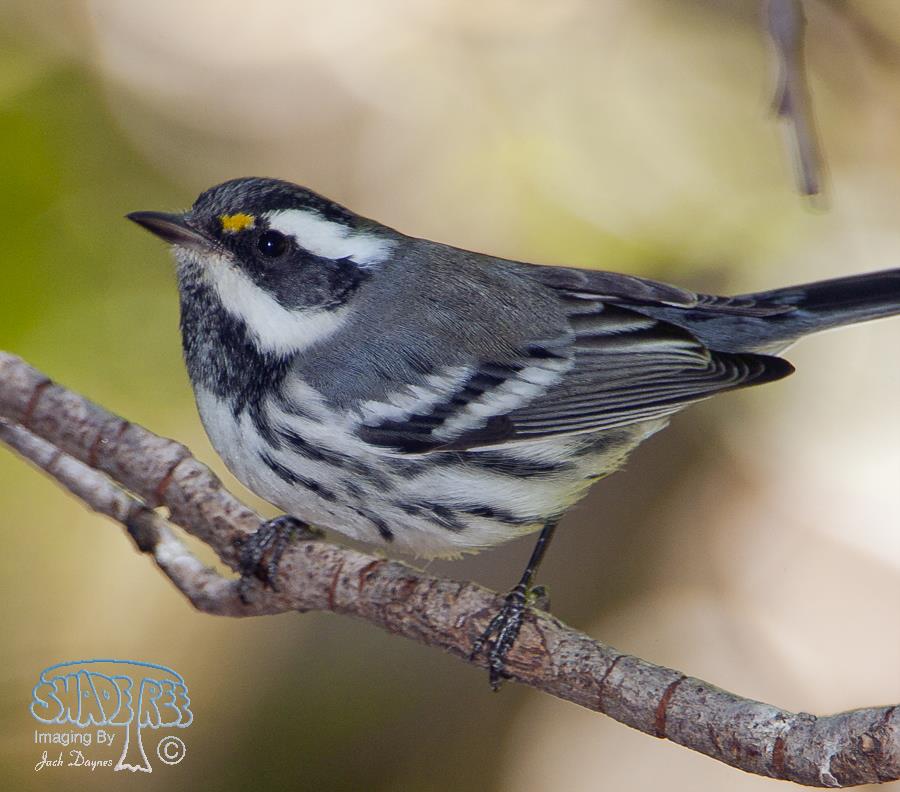 Black-throated Gray Warbler - Dendroica nigrescens