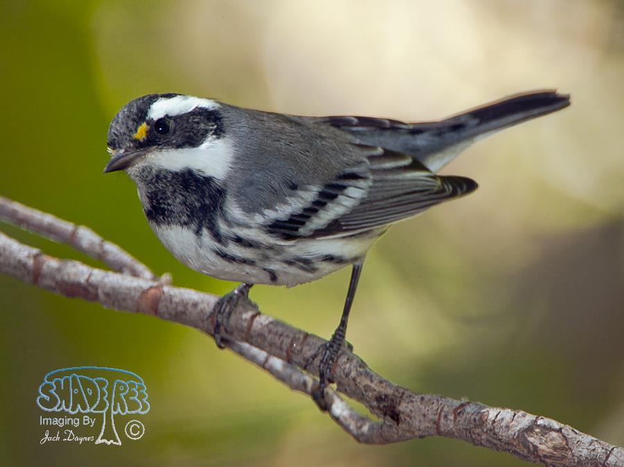 Black-throated Gray Warbler - Setophaga nigrescens