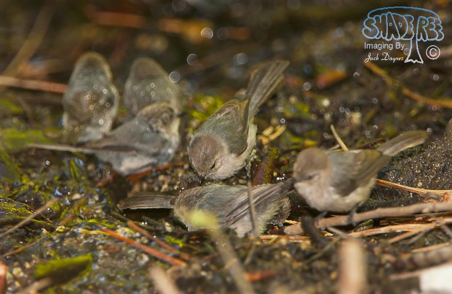 Bushtit - Psaltriparus minimus