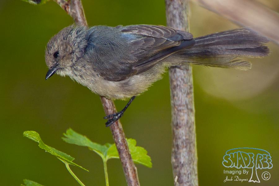 Bushtit - Psaltriparus minimus