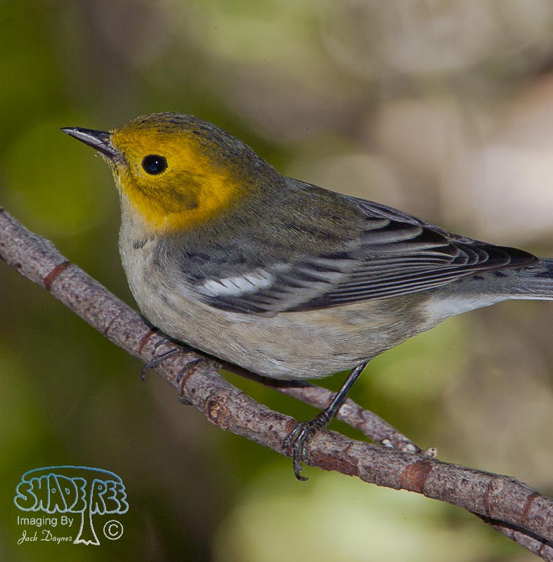 Hermit Warbler - Dendroica occidentalis