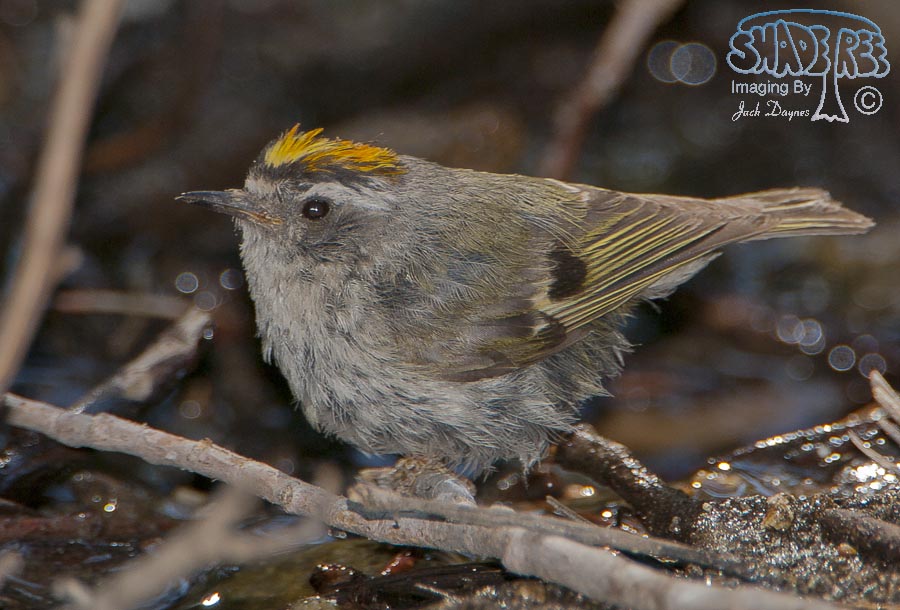 Golden-Crowned Kinglet - Regulus satrapa