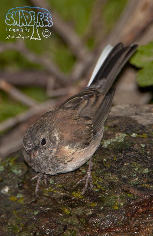 Dark-Eyed Junco - Junco hyemalis