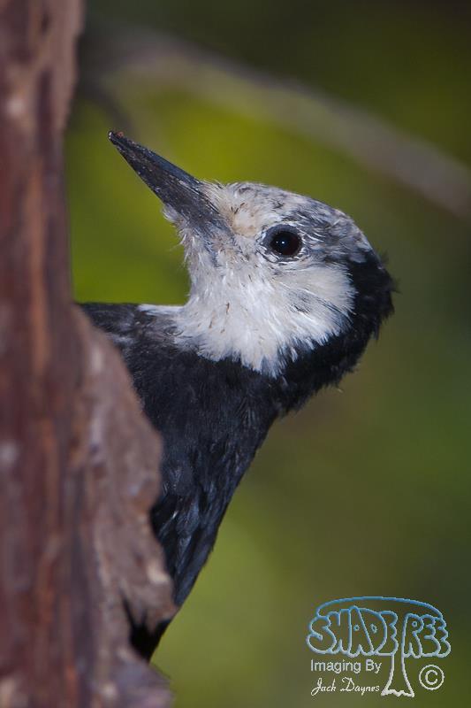 White-Headed Woodpecker - Leuconotopicus albolarvatus
