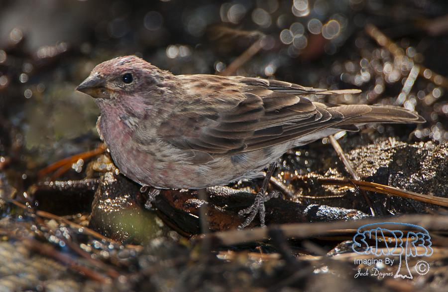 Cassin's Finch - Haemorhous cassinii